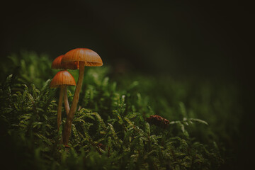 Creatively lit small Galerina family mushrooms growing in moss