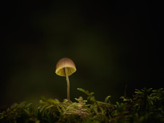Creatively lit small Galerina family mushroom growing in moss