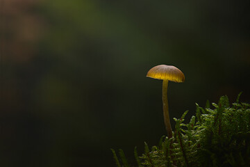 Creatively lit small Galerina family mushroom growing in moss