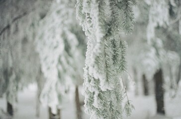 icicles on a tree