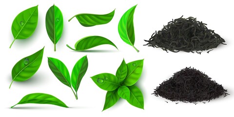 Realistic dry and fresh leaves for black and green tea. 3d herbal leaf and branch with dew water drops. Natural dried tea piles vector set