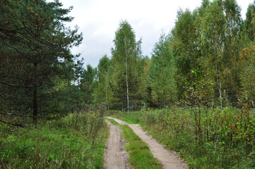 Obraz premium Panorama of a forest road. Dirt road among the trees. Beautiful tall birch trees along the road.