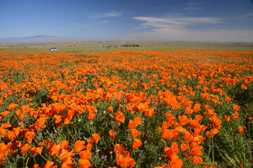 california poppy