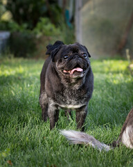 A beautiful young black pug walks in the garden.