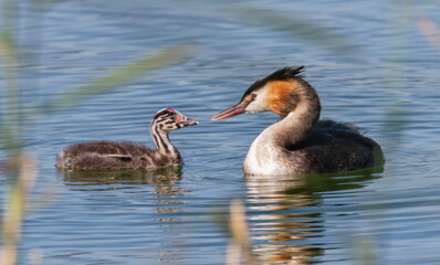 Crested grebe, podiceps cristatus, duck and baby