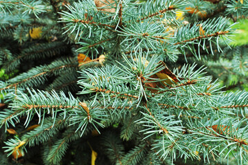 Branches of blue spruce. Spruce branch, close-up. Background, texture, christmas.