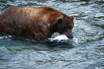 grizzly bear hunting salmon