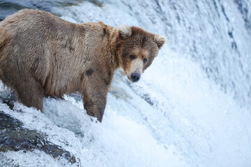 Naklejka na ściany i meble grizzly bear hunting salmon