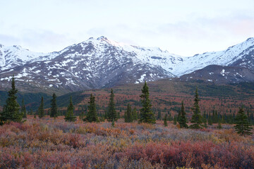 denali fall colors