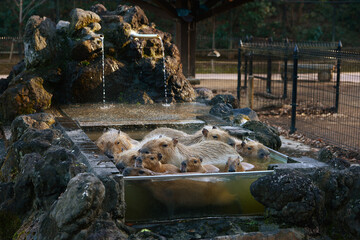 capybara onsen