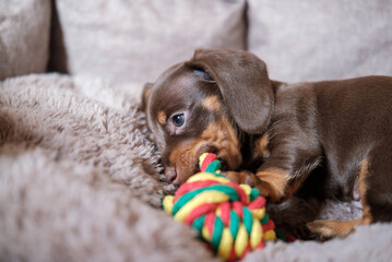 funny dachshund puppy nibbles a toy made of colorful rope