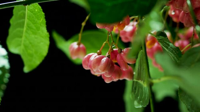 Red European euonymus on a black background, a beautiful red berry, a drop of water on a tree branch with a wild forest berry.