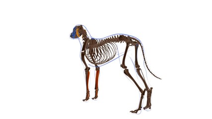 Flexor Digitorum Profundus A muscle Dog muscle Anatomy For Medical Concept 3D