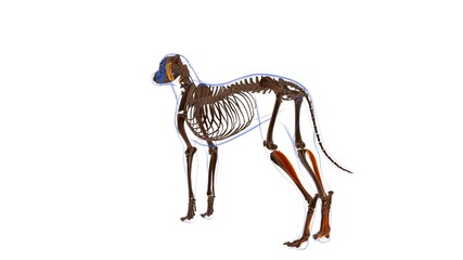 Flexor Digitorum Profundus B muscle Dog muscle Anatomy For Medical Concept 3D