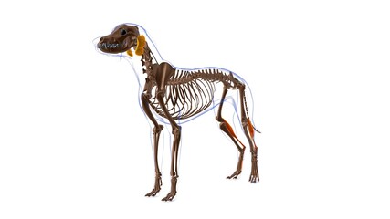 Obraz na płótnie Canvas Flexor Digitorum Superficialis B muscle Dog muscle Anatomy For Medical Concept 3D