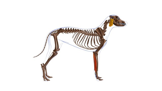 Flexor Carpi Ulnaris muscle Dog muscle Anatomy For Medical Concept 3D