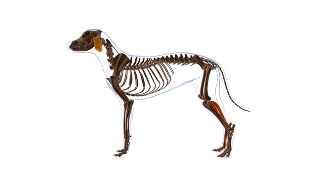 Flexor Digitorum Profundus B muscle Dog muscle Anatomy For Medical Concept 3D