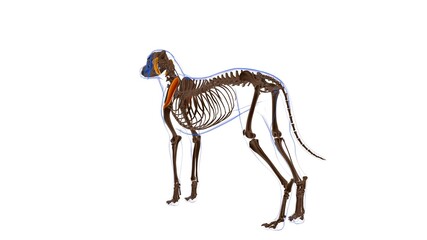 Infraspinatus muscle Dog muscle Anatomy For Medical Concept 3D