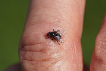 Close up small, dark, shiny fly of the genus Melinda, family Calliphoridae on a finger in a Dutch garden. Late summer, Netherlands, September	