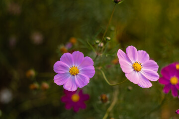 Pink cosmos flowers in warm evening lighting on a blurred green background.