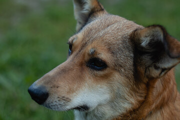 Portrait of a beautiful red dog with large ears and a long nose.