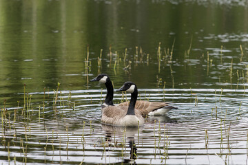 Couple of Canadian geese swimming in a lake