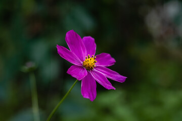 Obraz premium A pink cosmos flower close-up on a blurry green background in an autumn garden.