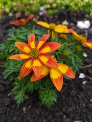 Blume Grab Orange Grün Schön Bunt 