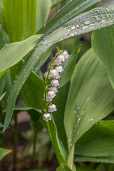 Fototapeta premium Flowers of Lily of the valley