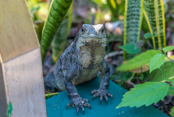 Brown iguana