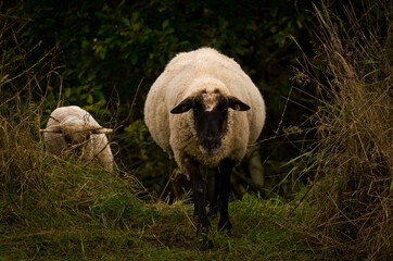 A beautiful white sheep with her lamb in front of a dark background