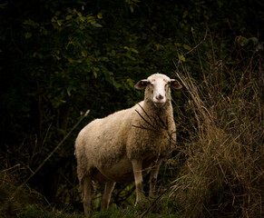 A beautiful white sheep with her lamb in front of a dark background