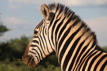 Fototapeta na wymiar Close up profile of one Chapman's Zebra (Equus quagga ssp. Chapmani), South Africa, looking to the left, with sky background