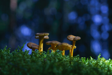 Group of funnel chanterelles growing in green moss