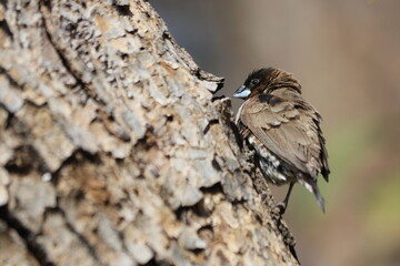 Southern Bronze Mannikin (Spermestes cucullata ssp. scutata) perched on a branch