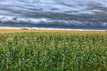 Cornfield in a cloudy day. Ecological food.