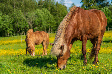 Icelandic horses grazing in a yellow summer field