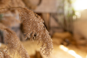ears. bouquet of ears. background texture