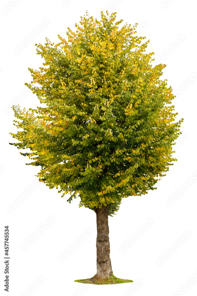 Poster linden tree isolated on a white background