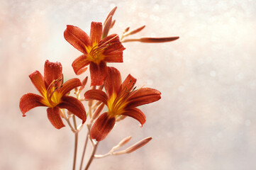 Liliowce Red braun © Iwona