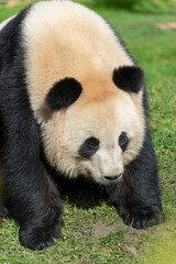 Naklejka premium giant panda Ailuropoda melanoleuca or panda bear, native to South Central China