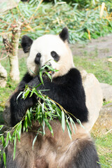 Naklejka na ściany i meble giant panda Ailuropoda melanoleuca or panda bear, native to South Central China