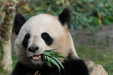 giant panda Ailuropoda melanoleuca or panda bear, native to South Central China