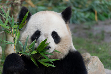 Obraz premium giant panda Ailuropoda melanoleuca or panda bear, native to South Central China