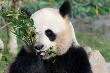 Obraz premium giant panda Ailuropoda melanoleuca or panda bear, native to South Central China