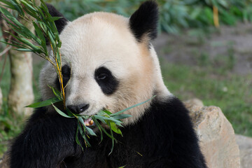 Naklejka premium giant panda Ailuropoda melanoleuca or panda bear, native to South Central China