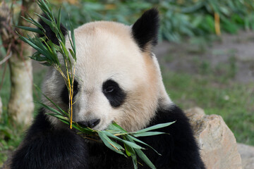 Obraz premium giant panda Ailuropoda melanoleuca or panda bear, native to South Central China