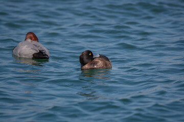 Common Pochard (Aythya ferina) floating to the seaside