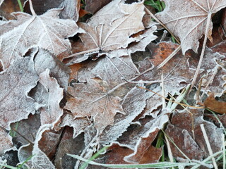 frozen leaves