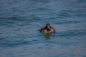 Common Pochard (Aythya ferina) floating to the seaside